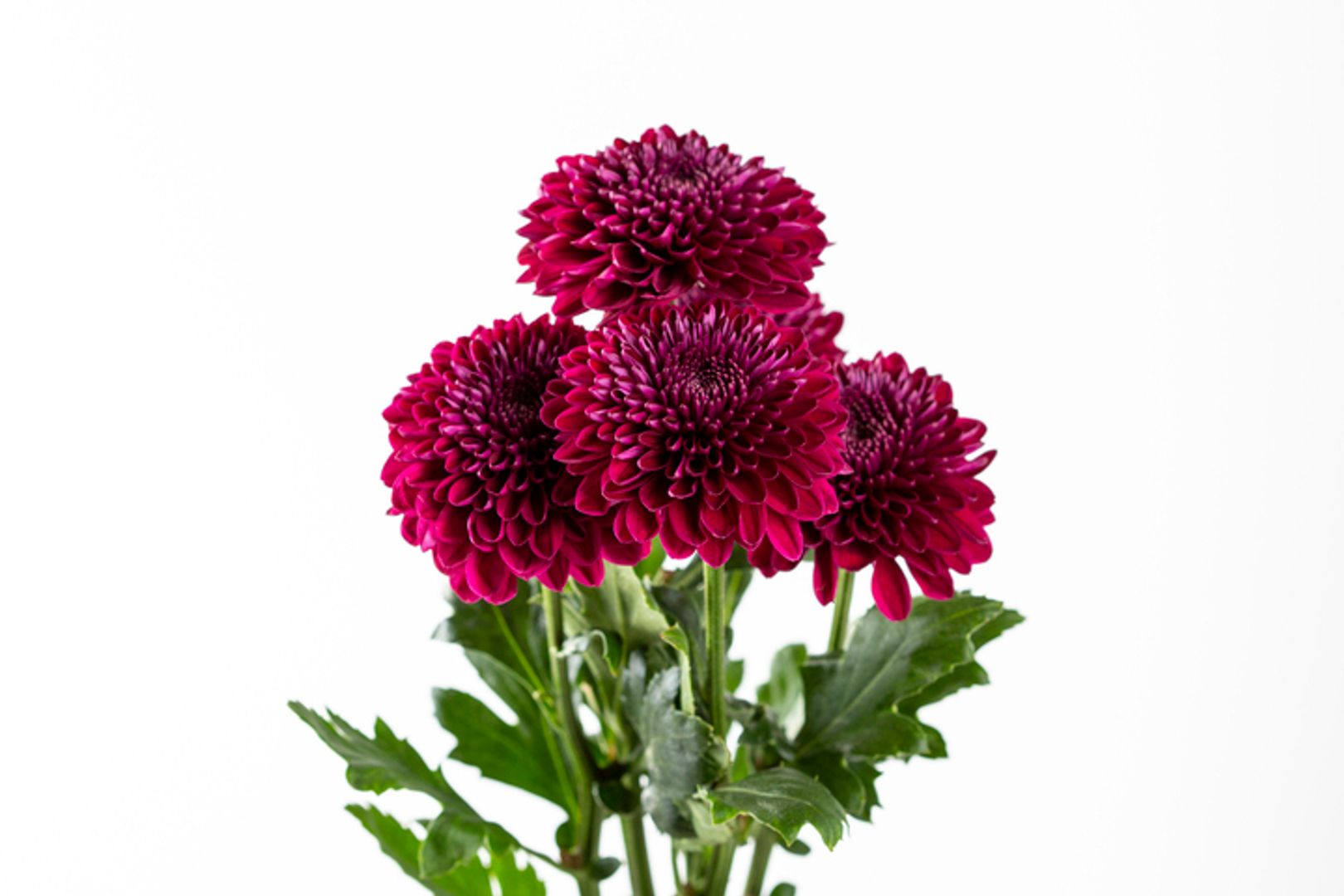 Fresh Flower | Wholesale Flowers & Supplies